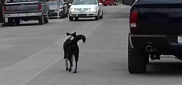 Piden erradicar  perros callejeros