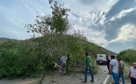 Caída de árbol causa Cierre de vía federal