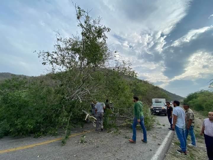 Caída de árbol causa Cierre de vía federal