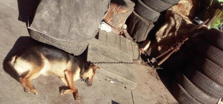 Encadenan a perros sin comida ni agua