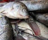 Alertan a la población por compra de pescados y mariscos