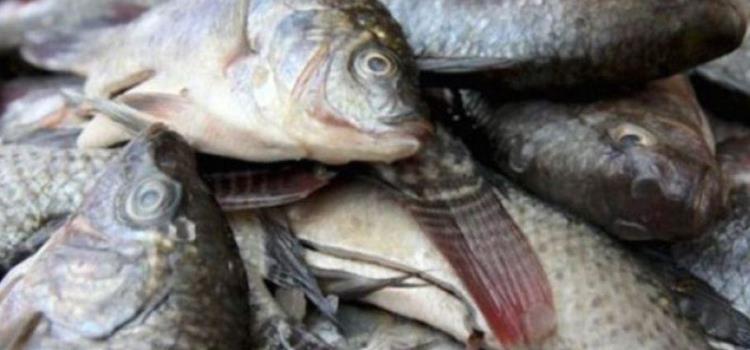 Alertan a la población por compra de pescados y mariscos