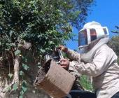 PC pide no inquietar enjambre de abejas