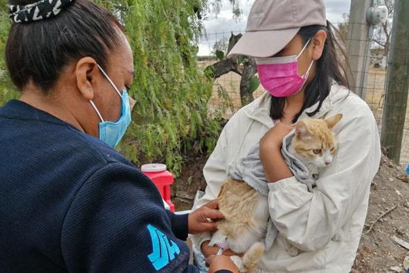 Difunde SSH campaña sobre medidas preventivas de rabia humana por fauna silvestre