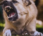 Feroz perro ataca en La Pimienta