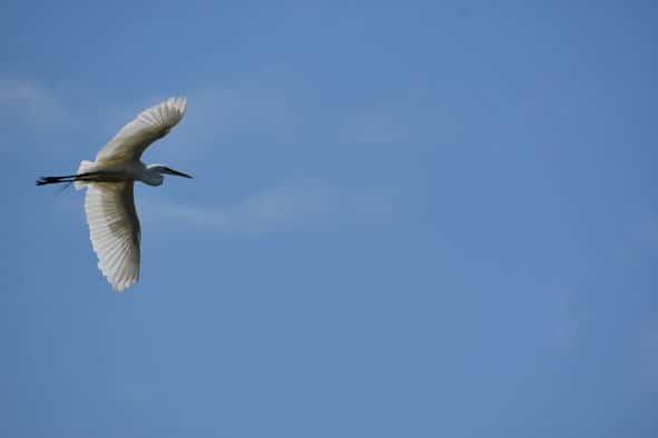 Conmemora Semarnath Día Mundial de las Aves Migratorias