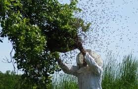 Bomberos alerta por los ataques de abejas