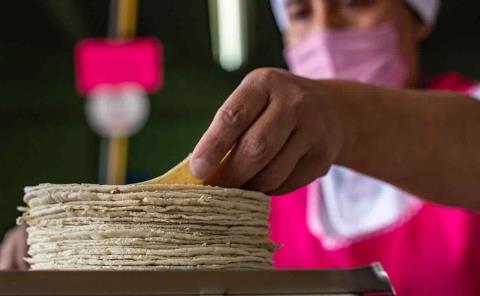 Bajará precio de la tortilla
