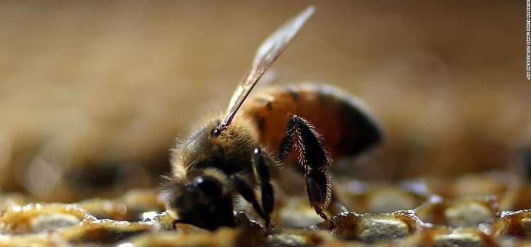 Matan las abejas  con fumigaciones