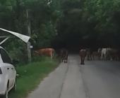 Vagancia de ganado representa peligro en Jaltocán
