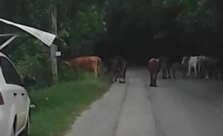 Vagancia de ganado representa peligro en Jaltocán