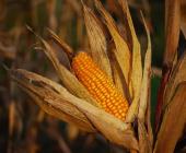 Acaparan maíz en la Huasteca