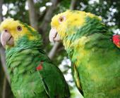 Trafican “loros” de la Huasteca