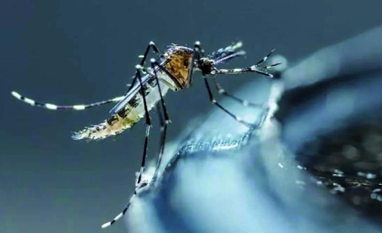 Vuelve el dengue