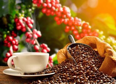 Producción de café cayó 30 por ciento