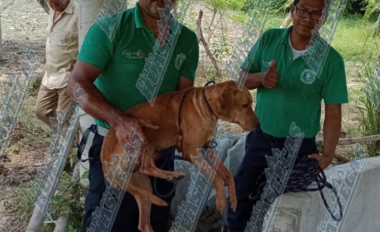 Bomberos rescató a un perrito