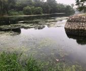 Proliferan algas  en el río Valles