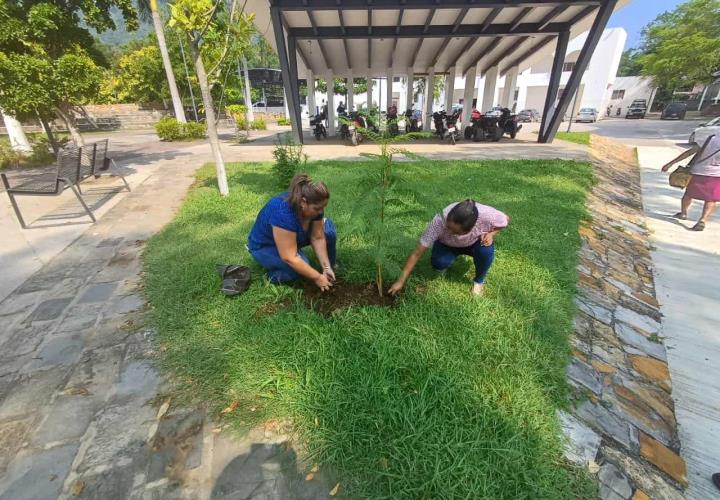 Plantan arboles por Día del Medio Ambiente