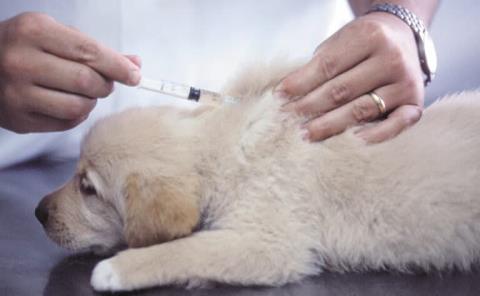 Vacunar a perros  contra el moquillo