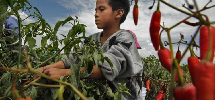 Trabajo infantil cada vez más peligroso