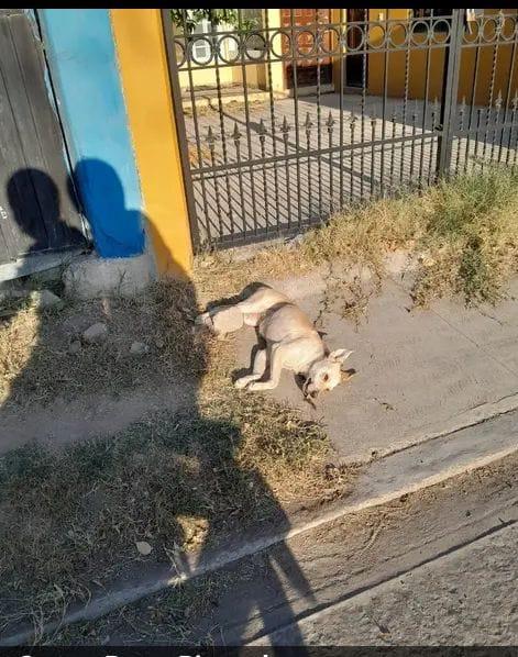 Cruel conductor mató a un perro