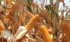Prohíben el maíz     
