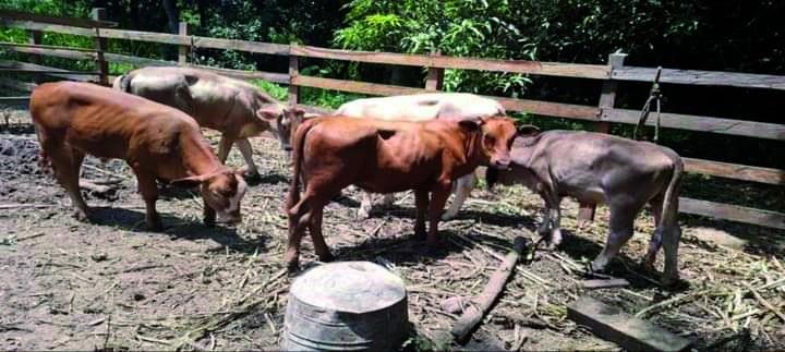 Recuperan cabezas de ganado robadas en Cuixcuatitla