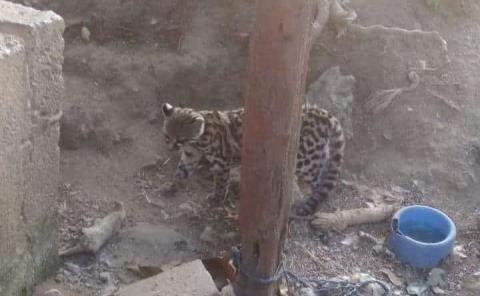 Rescatan en San Francisco a felino que estaba en cautiverio 
