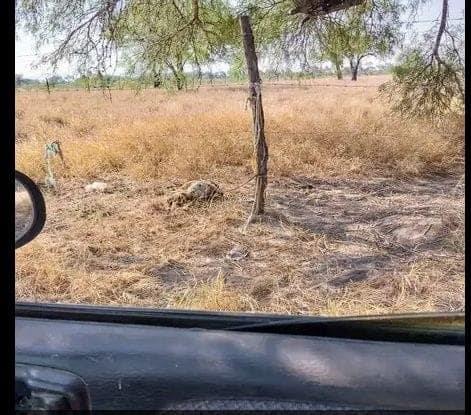 Dejaron perros  atados en árbol