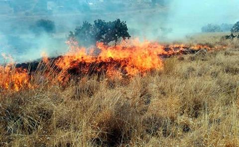 Fuego arrasó con 5 hectáreas de pastizal