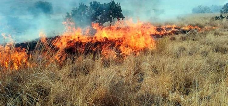 Fuego arrasó con 5 hectáreas de pastizal