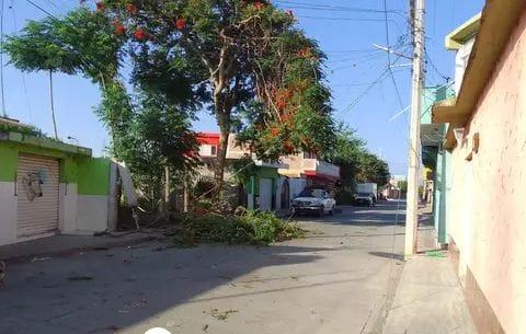 Ramas tumbaron cable de una mufa