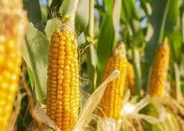 AMLO sube aranceles a maíz de importación