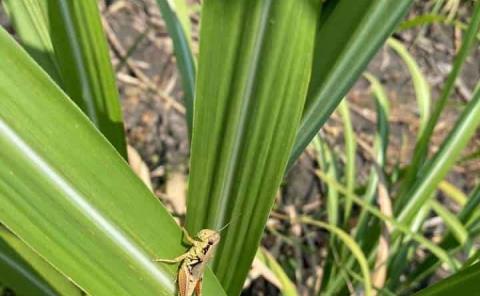 Combaten plaga  de la langosta