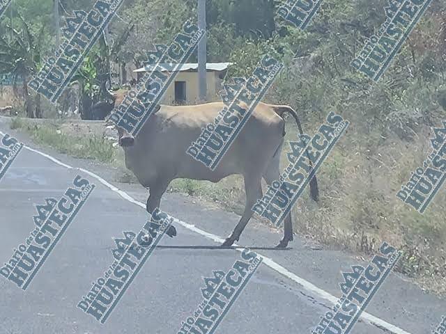 Por vagancia de ganado peligro en carretera 