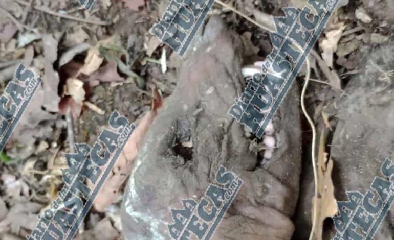 Estaban en busca de leña hallaron restos de un extraño animal