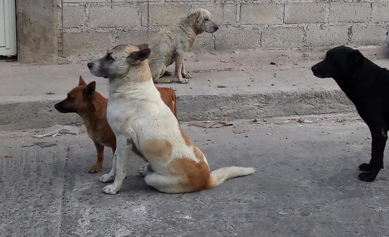 Aumenta el índice de perros callejeros