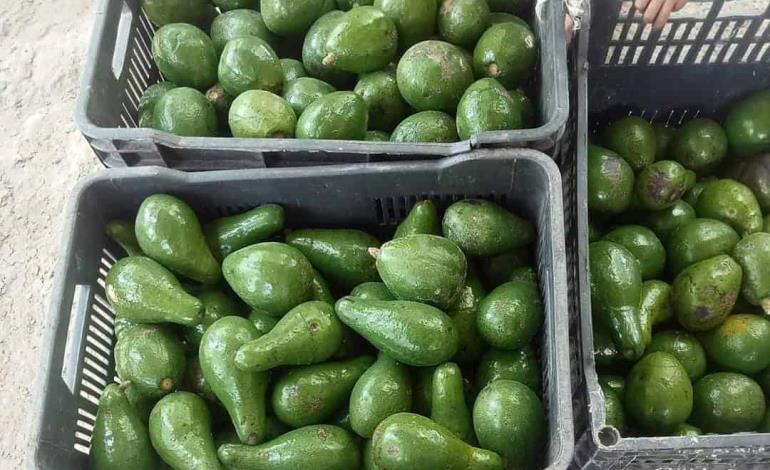 Campesinos ofertan aguacate criollo