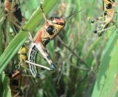 Plaga de langosta ataca los cultivos