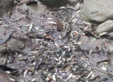 Mortandad de peces
