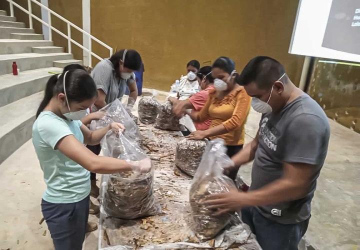 Semarnath promueve cultivo de hongo seta en la Huasteca