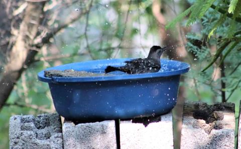 Pese a calor llegan las aves migratorias