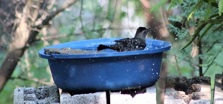 Pese a calor llegan las aves migratorias