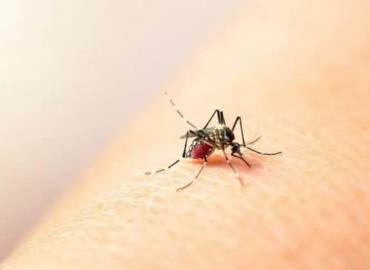 Alertan por aumento de casos de dengue en Jaltocán