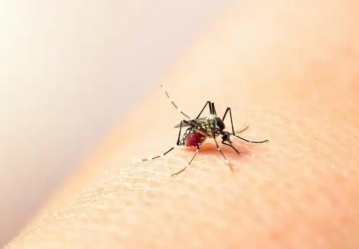 Alertan por aumento de casos de dengue en Jaltocán