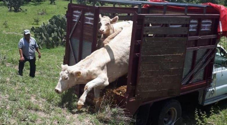 Se adueñan de ganado ilegal