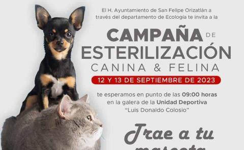 Realizaran campaña de esterilización canina y felina
