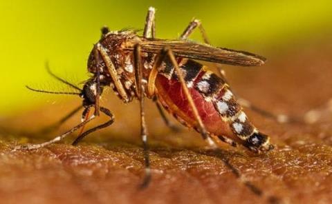 Dengue clásico y grave aumentan
