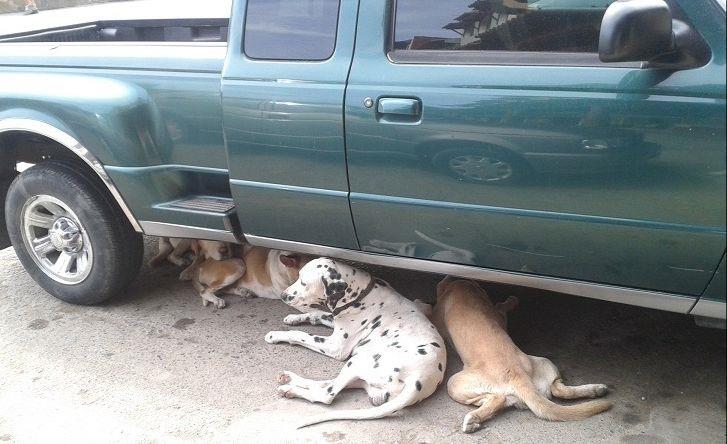 Piden apoyar a los animales callejeros 