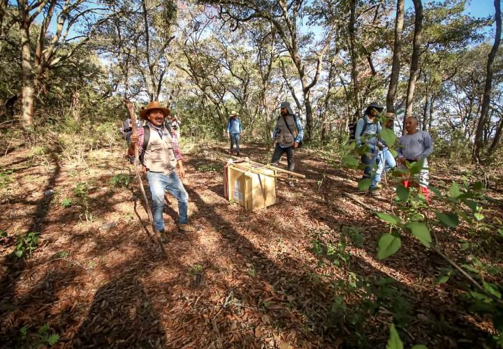 Llevarán a cabo monitoreo biológico de tigrillo liberado en "Los Mármoles"